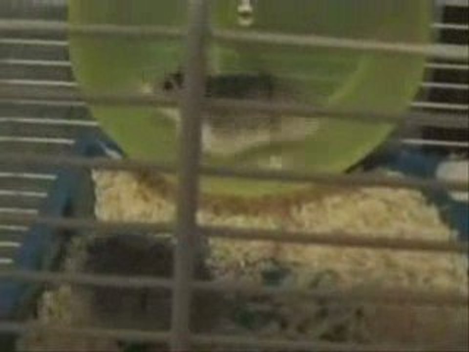 HAMSTER FIGHT
