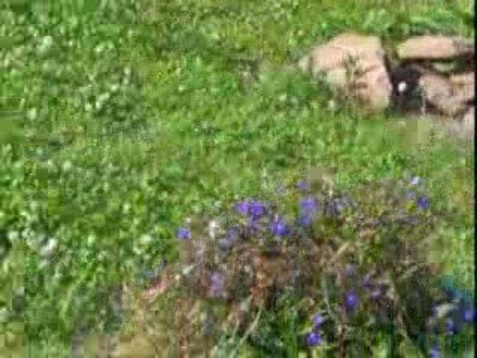 juin 2009 dehors les chis 034