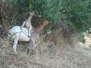 L'entraide des moissonneurs à Ighi Ali