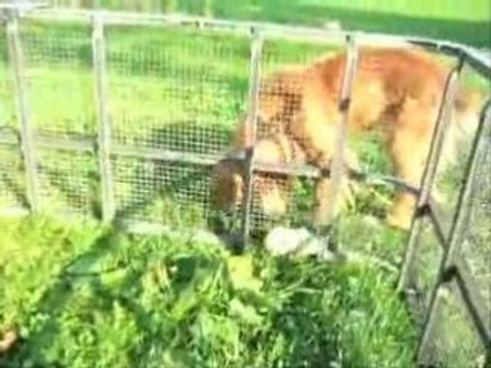 Fiona and babys