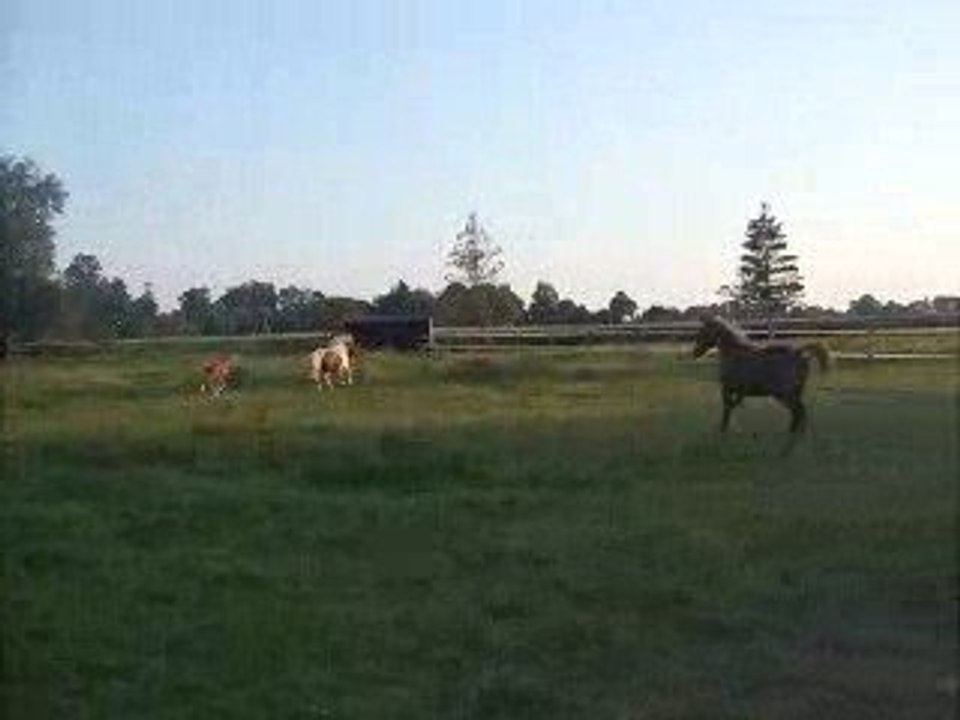 Vie de troupeau 2