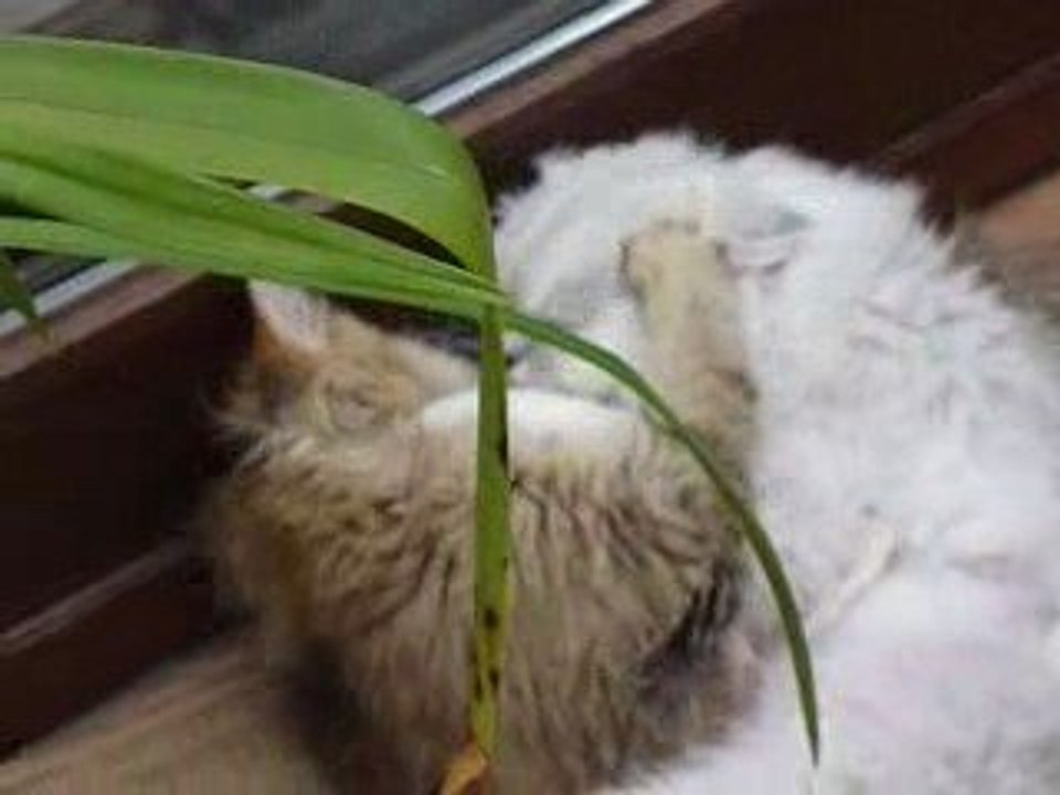 Delice et Dina calin