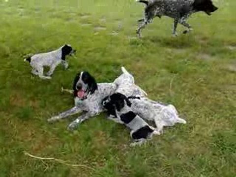 braque d'auvergne des hauts de rouillac
