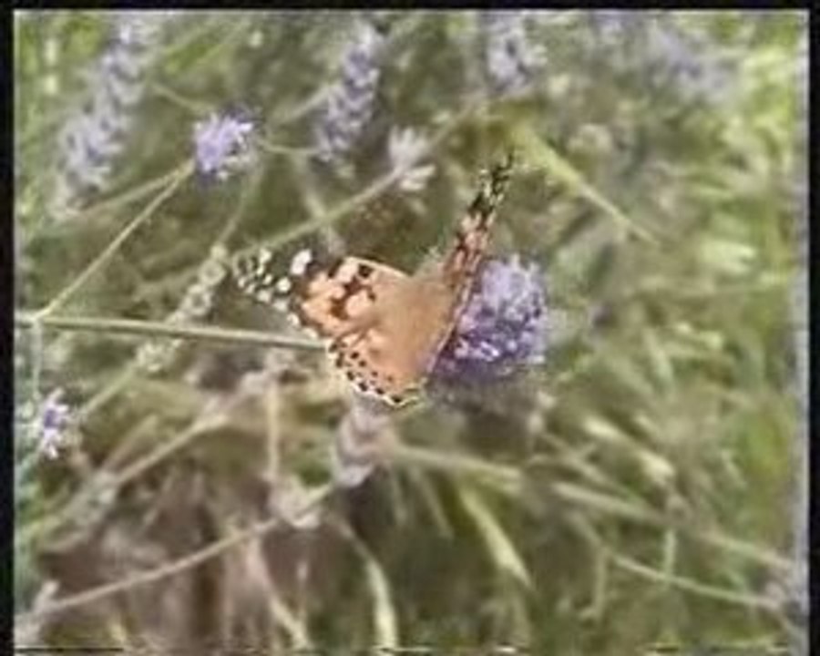 Strandnahes Ferienhaus an der Nordsee!