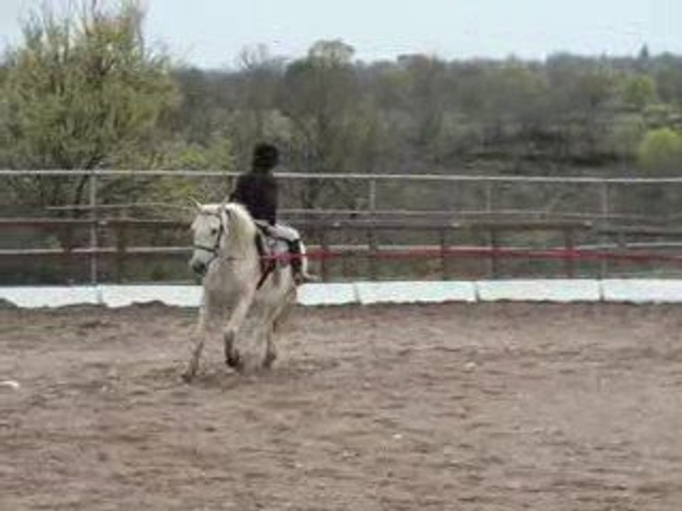 à l'envers au pas, au trot et au galop
