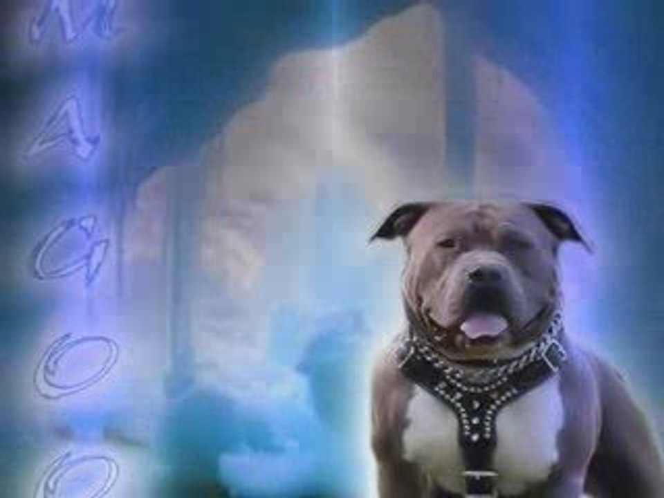 PLUS VIOLENT QU'UNE ATTAQUE DE PIT BULL AREVA MANDAT D ARRET