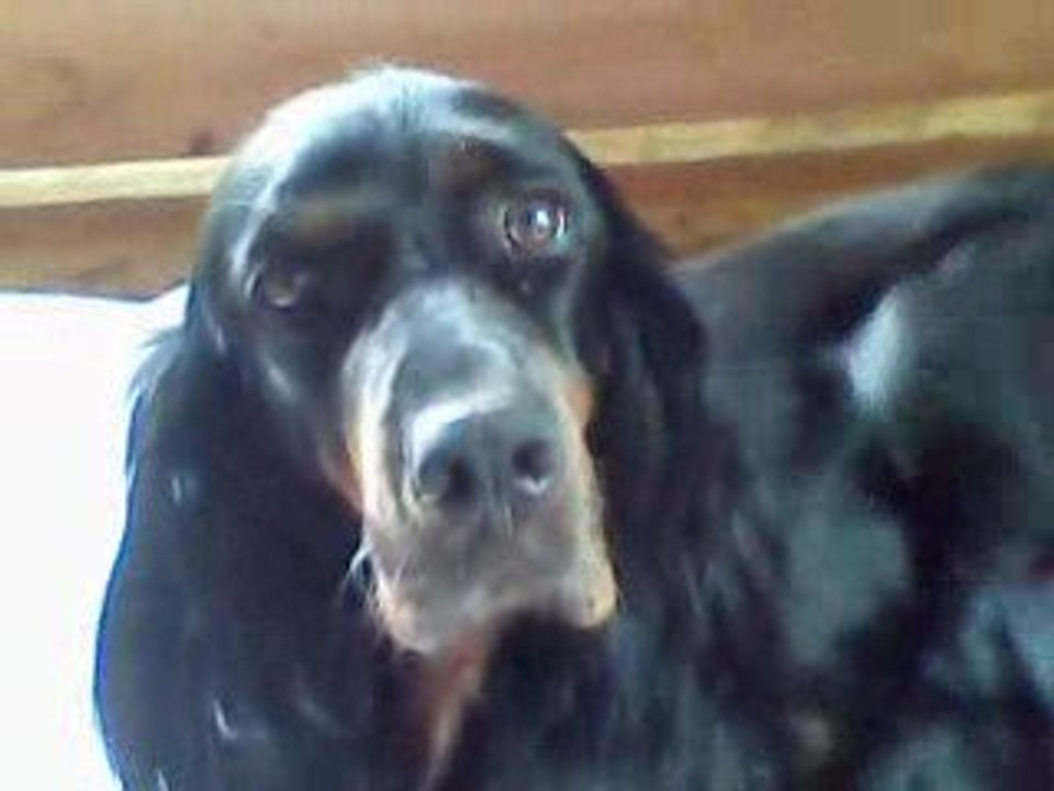 VIDEO CHIOTS 27 06 2009 1