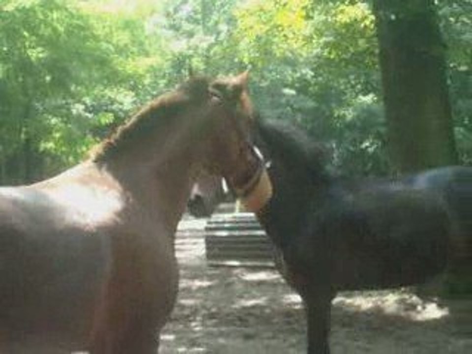 poneys dans le paddock
