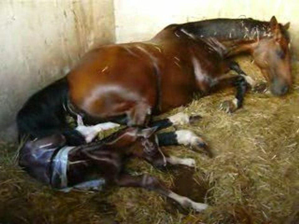 Mise bas Mercredi 24 Juin 21h45