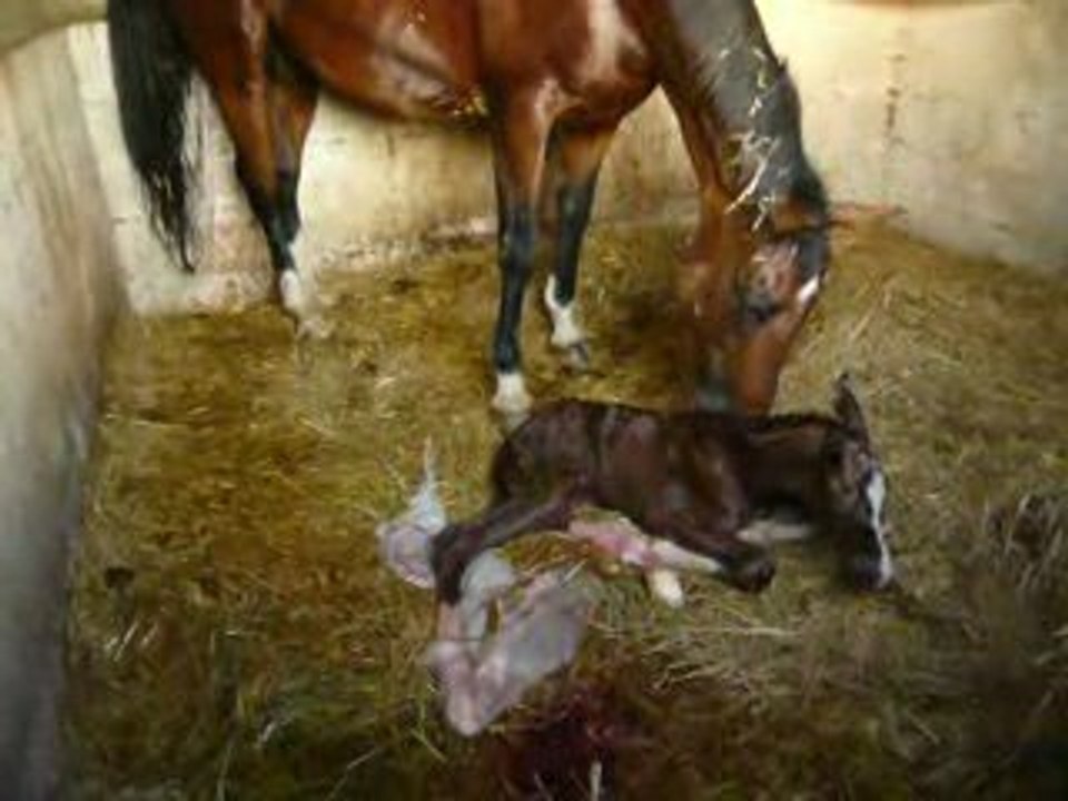 Naissance V - mercredi 24 Juin 21h 45