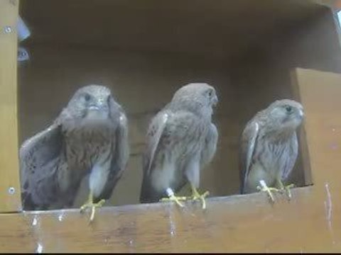 Faucons de Bâle - 27 juin 2009 - petits envols