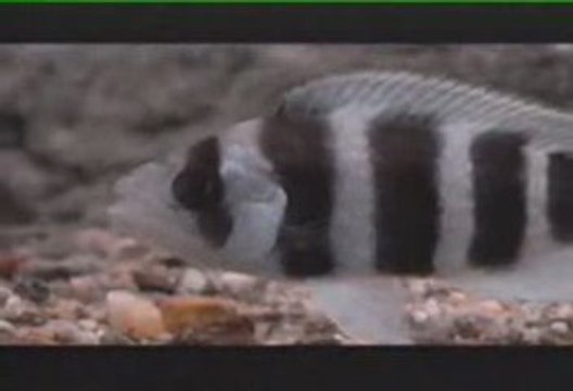 Tanganyika Gölü Belgeseli (1.bölüm)