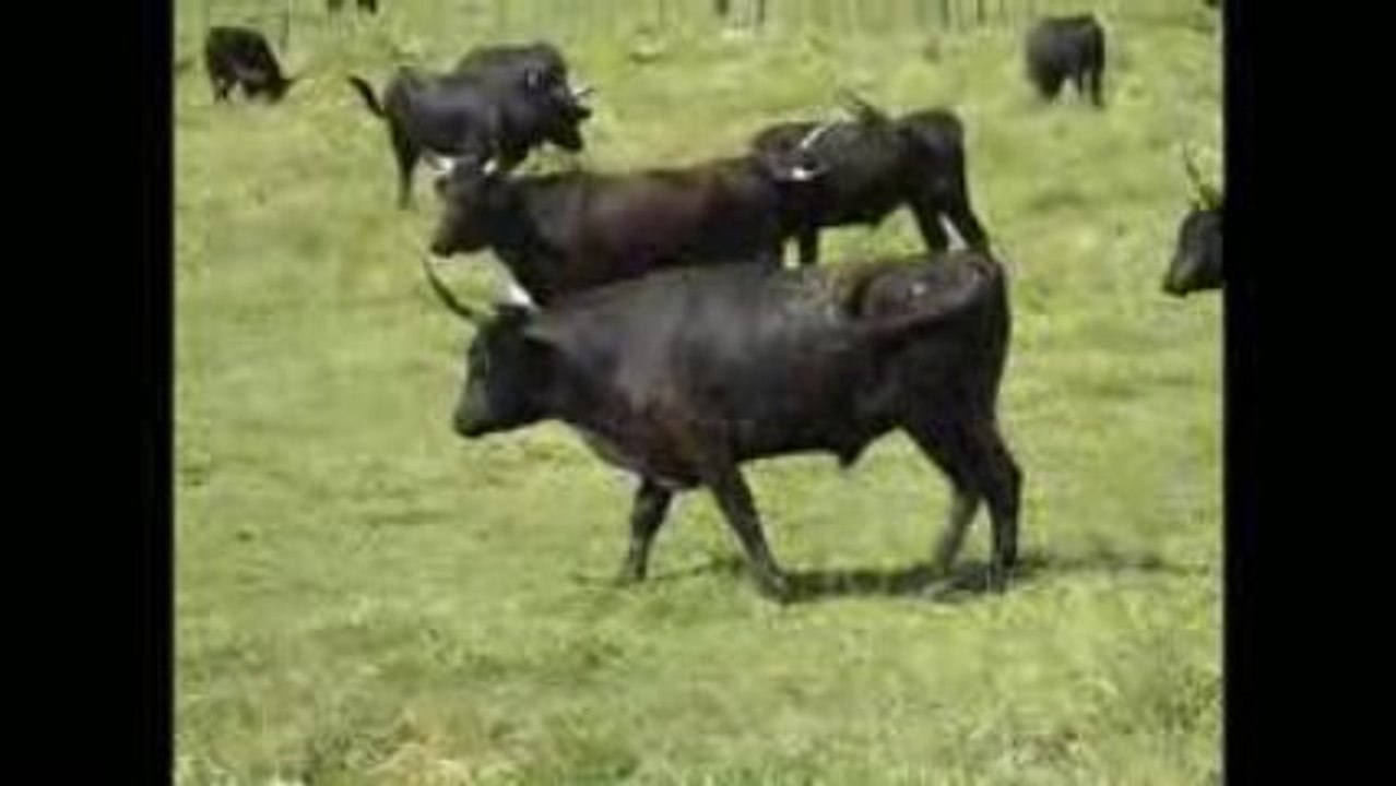 Visite à la manade des Baumelles