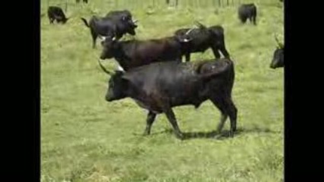 Visite à la manade des Baumelles