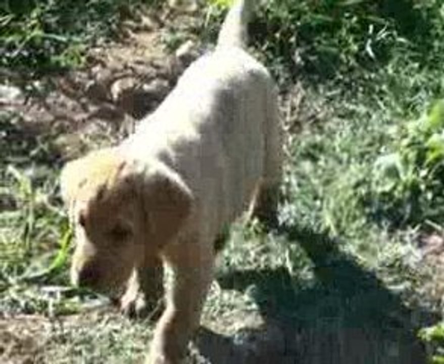 Chiot Labrador 7° semaines Portée Bess Pearl 09