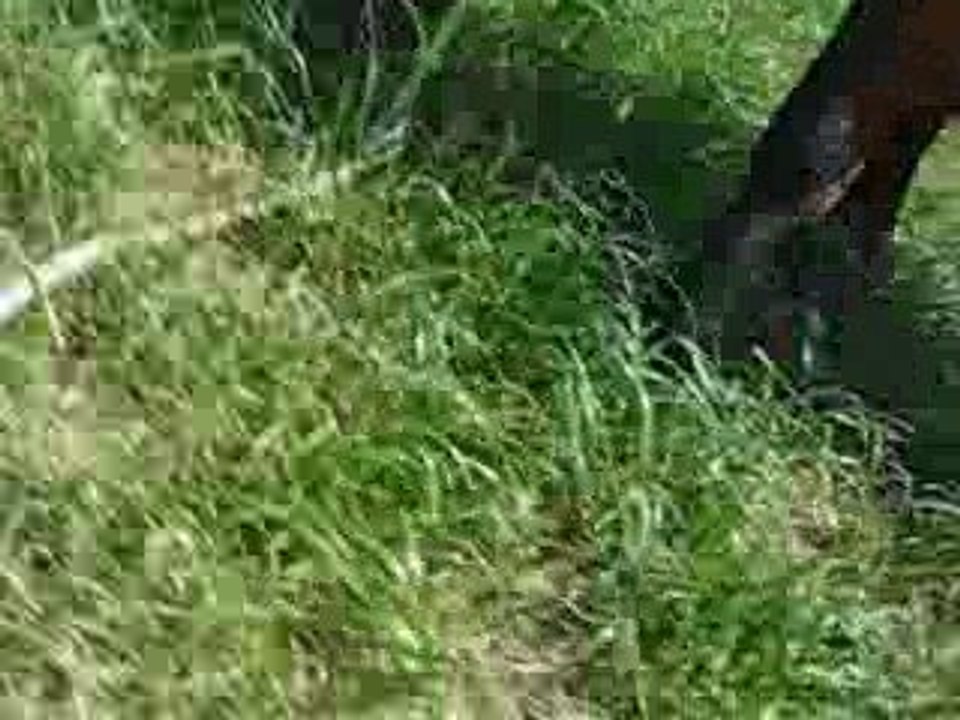 Gamin qui vient au trot quand je l'apelle :')