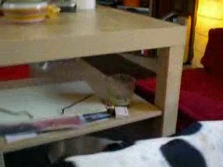 Les crapules - Lola - J30