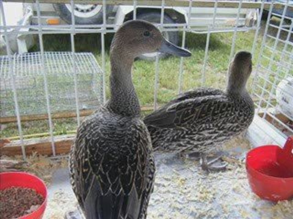 les canards