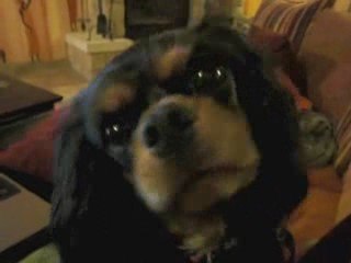 doris mon cavalier king charles