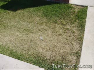 Dry Grass - Drought in your lawn