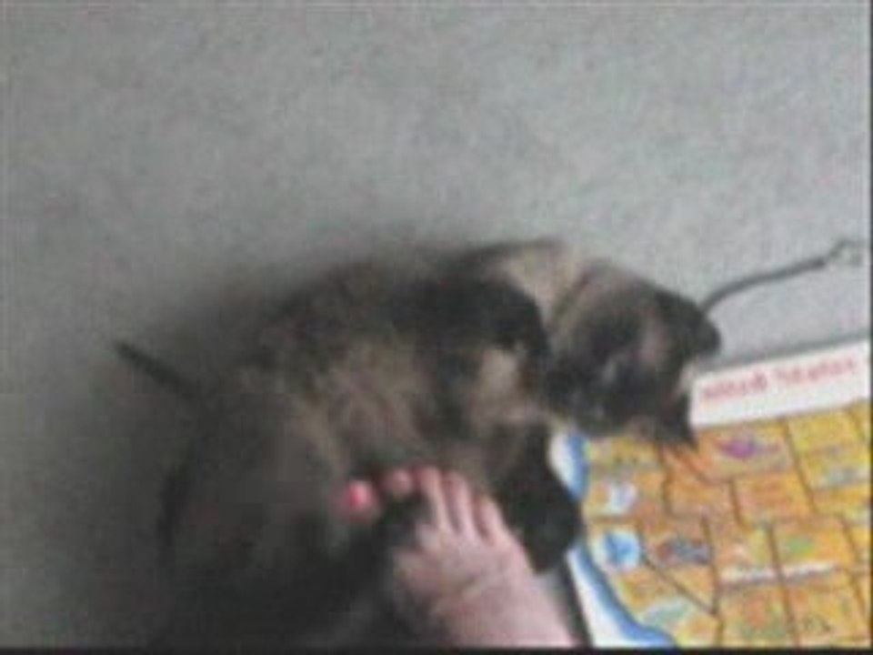 Dancing Kitty