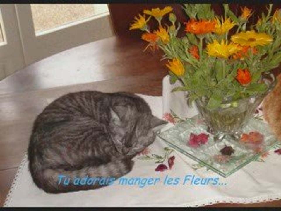 Hommage à Tuc Le Chat