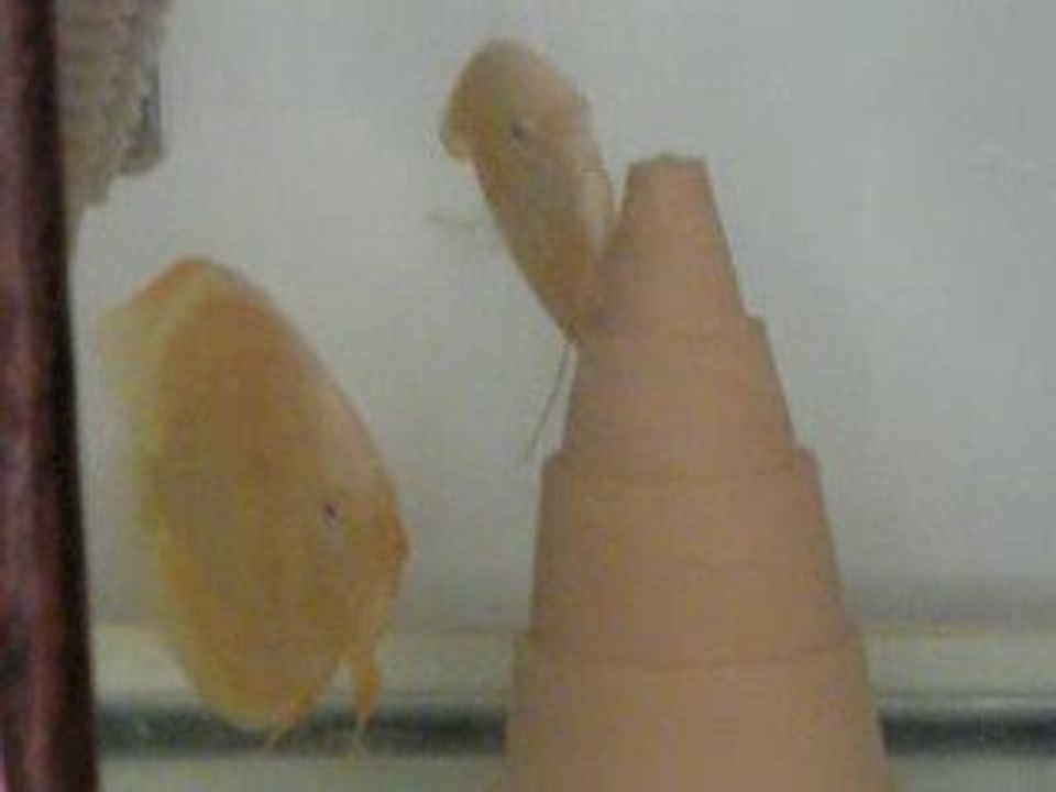 albino diskus2