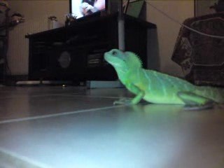 Dragons d eau chinois/ Physignatus cocincinus