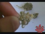 See Marijuana - Big Wreck Weed Strain - Pot Seeds Online