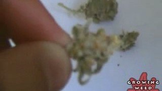 See Marijuana - Big Wreck Weed Strain - Pot Seeds Online