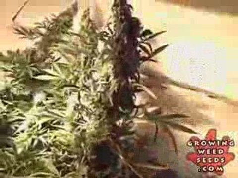 See Marijuana - Blueberry Weed Strain - Pot Seeds Online