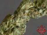 See Marijuana - Blueberry x Super Silver Haze - Ganja Seeds