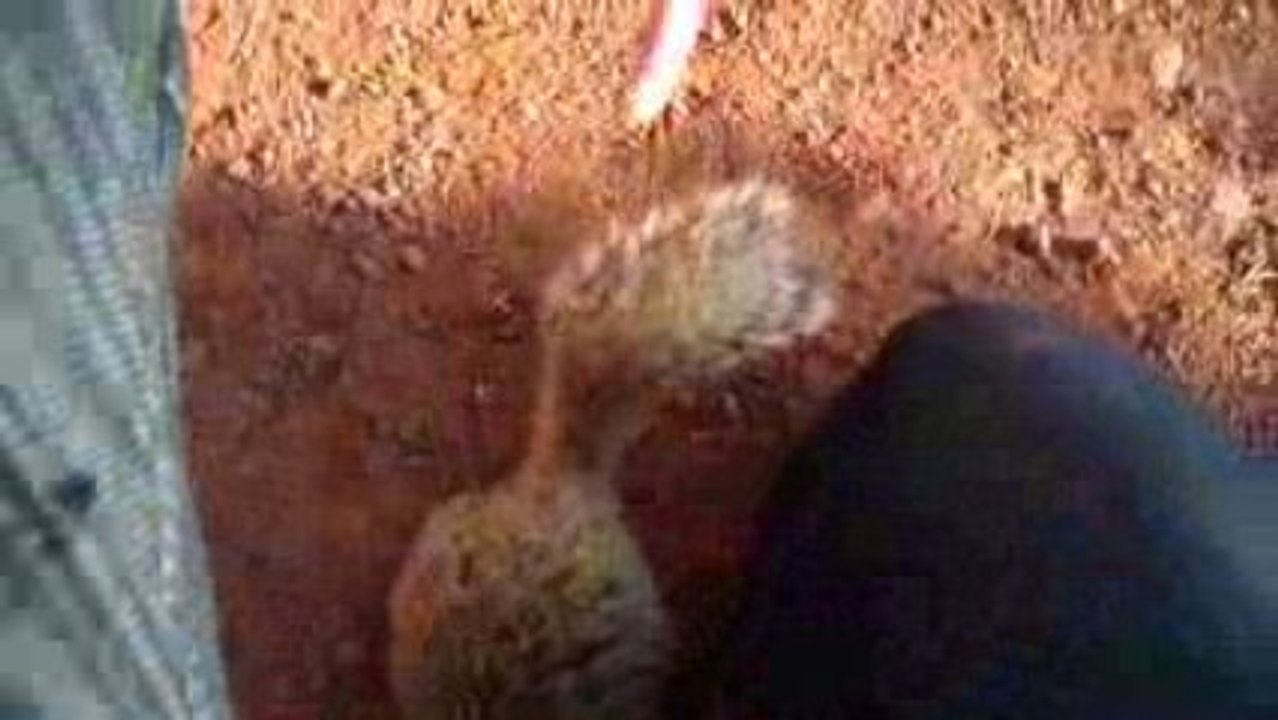 Squirrel l'écureuil sympa