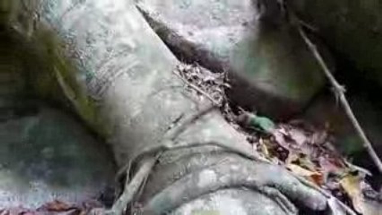 Le phasme sauteur du parque tayrona