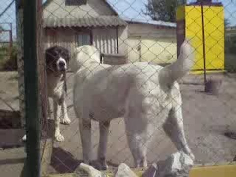 Сен Сао Шахыр и Сен Сао Шкода