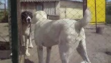 Сен Сао Шахыр и Сен Сао Шкода