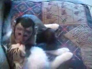Un singe et un chat amoureux !