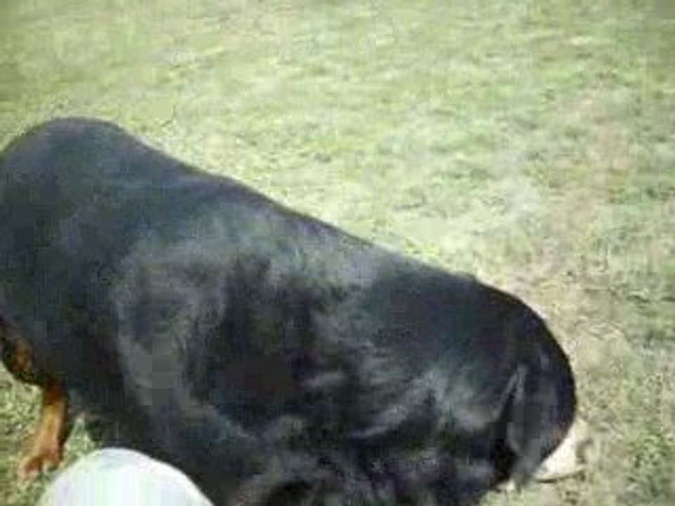 Le rapport d'objet avec Pergo !