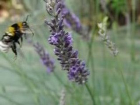 bourdon filme à 500 images par secondes