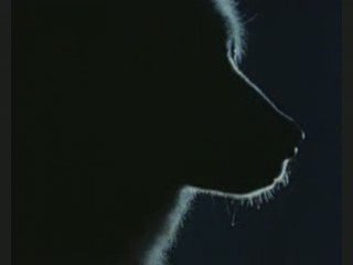 The beauty of wolves