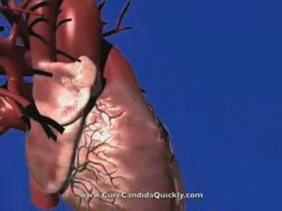 Thrush Men - Male Candida Facts and Answers