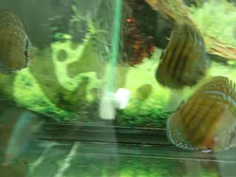 Mes petits Discus de chez Poisson Pompadour (2)