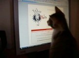même les chats veulent rentrer sur notre forum!