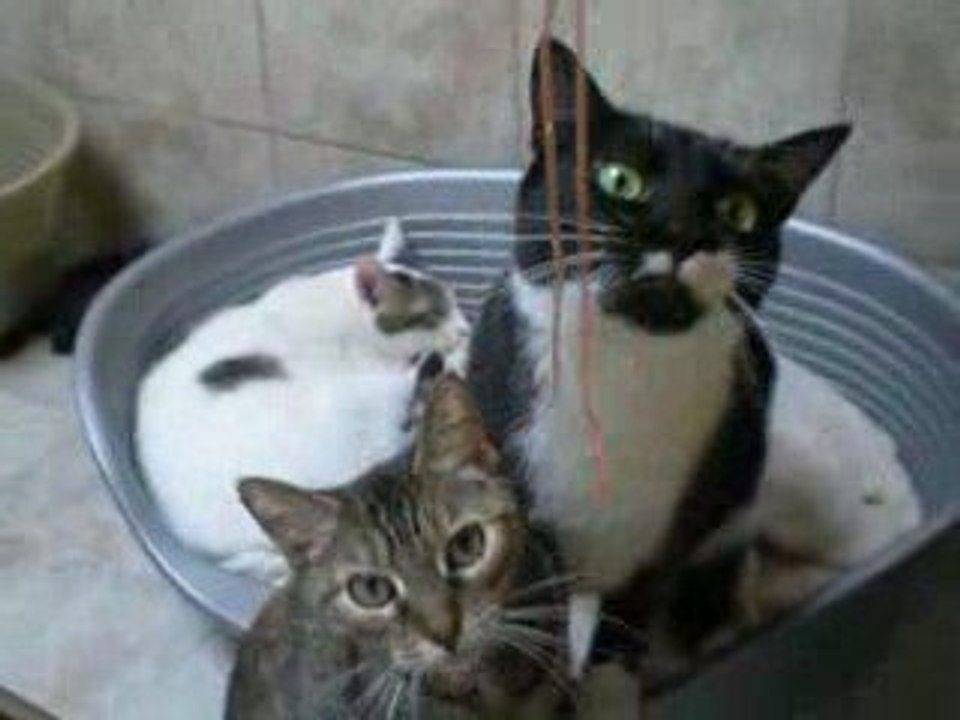 Salma (tigrée) et Andromède (noire et blanche)