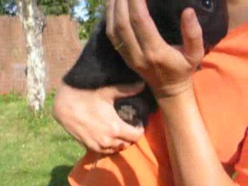 MVI_6507 bébé lapin