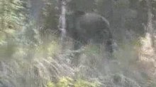 Baikal bear. Part 1