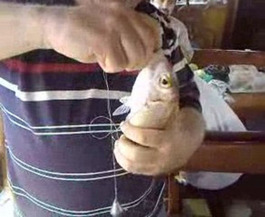 En büyük mercan-Yalçın abi
