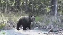 Baikal bear. Part 2