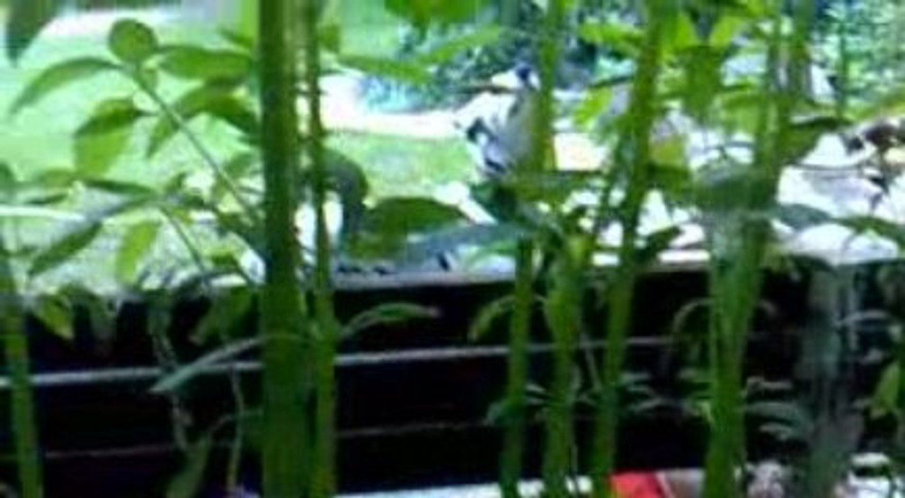 corso veut jouer avec le chat sur le toit