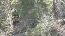 Baikal bear. Part 3